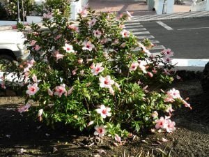 Traumschiff-Madeira-kanaren-hibiskus 2012