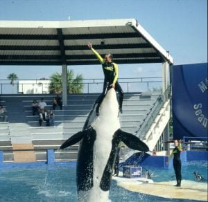 Miami-Seaquarium-Show-