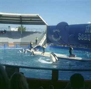 Miami-Seaquarium-Show-