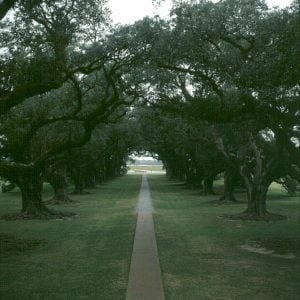 Mississippi-Oak-Alley