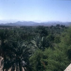 oman-oasen-palmenwald 1989