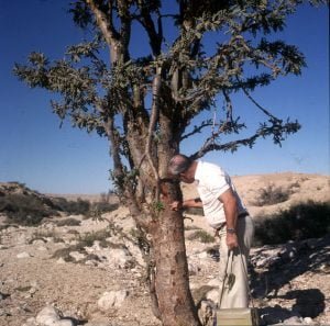 oman-salalah-weihbaum-irvin 1989