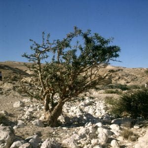 oman-salalah-weihrauchbaum 1989