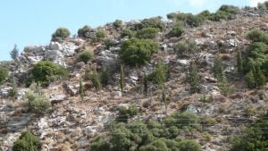 rhodos-urwald