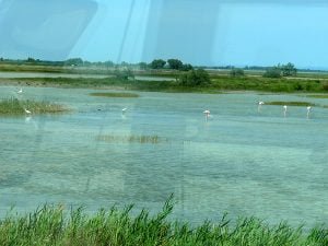 rhone-Camargue-flamingos