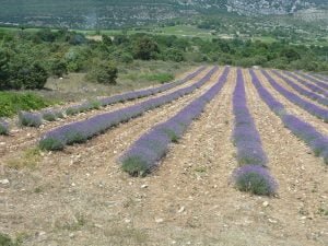 rhone-lavendel-feld