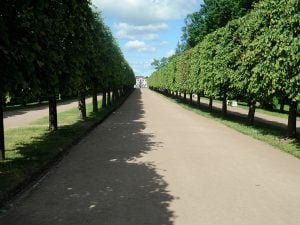 Petersburg-peterhof-2015