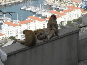 Traumschiff-tanger-gibraltar-affen-2012