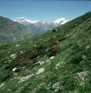 zermatt-azaleenhang