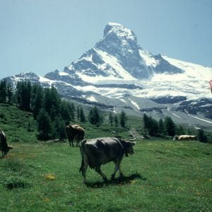 zermatt-gipfel-kuehe