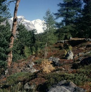 zermatt-wald-herbst-1