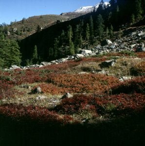 zermatt-wald-herbst-2