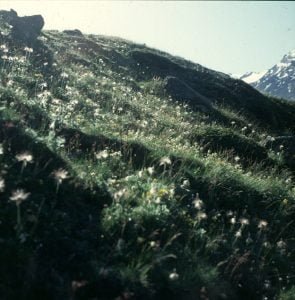 zermatt-wollgras