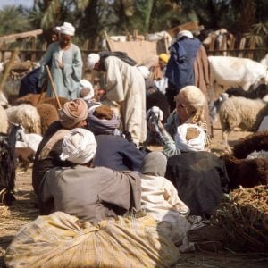 Ägypten Viehmarkt