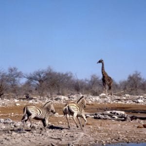 Südafrika 1987