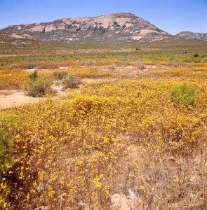 Südafrika 1987