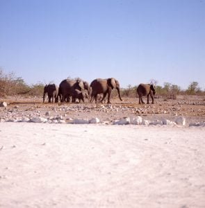 Südafrika Elefantenherde 1987