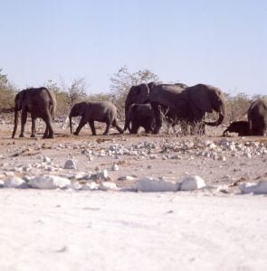 Südafrika 1987