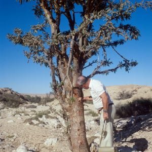 1989 oman 2000px 006