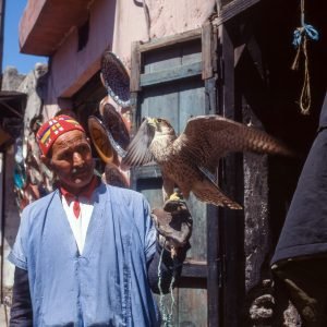 Marokko Marrakesch Falkner 1995
