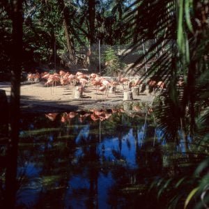 Karibik Kreuzfahrt 1996