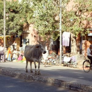 Indien 1999